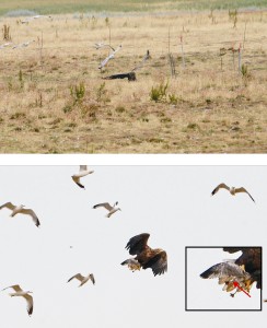 Seeadler erbeutet ein beringtes Sturmmöwenküken auf der Kontrollfläche Wiese am 12. Juli 2015 (Fotos: D. Köhler)